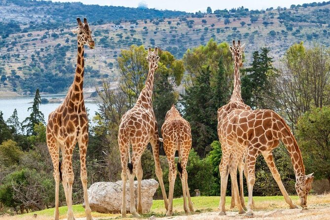 2 Best Safari Tours In Puebla City