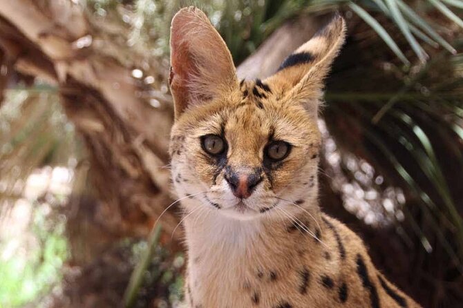 African Cat Experience at Werribee Open Range Zoo