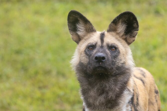 African Wild Dog Experience at Werribee Open Range Zoo - General Admission Details