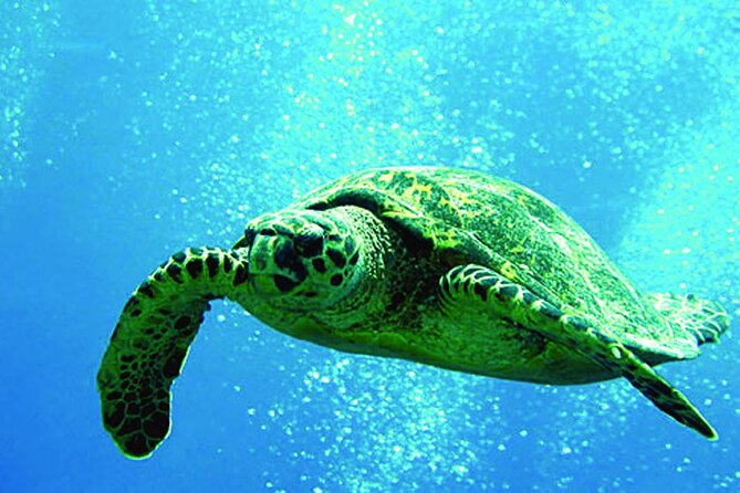 Afternoon "Honu" Hawaiian Green Sea and Dolphin Snorkel and Sail