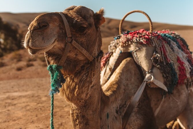Agafay Desert - Quad Camel and Dinner Show - Pricing and Booking Information
