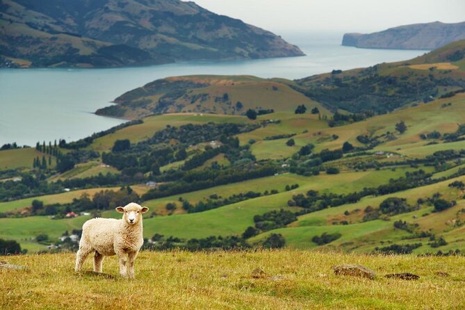 3 Best Safari Tours In Christchurch