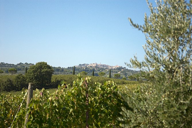 Al Fresco Lunch and Wine Tasting Under the Olive Trees - Montepulciano