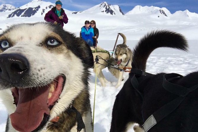 Alaska Helicopter and Glacier Dogsled Tour - ANCHORAGE AREA - Good To Know