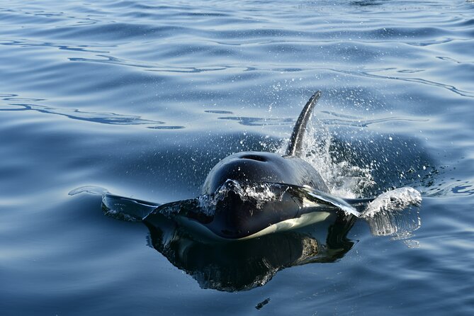 Alaska Whale-Watching Cruise With Live Drone Footage  - Hoonah - Good To Know