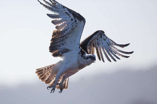 Albany Wildlife and Scenic Cruise