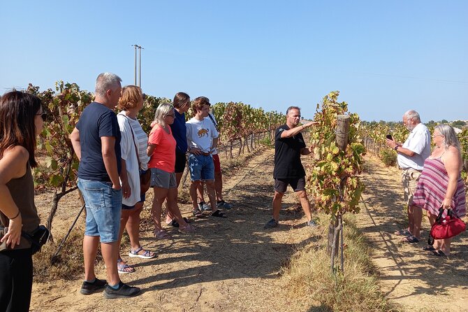 Albufeira Tour: Winery, Wine & Tapas Boards