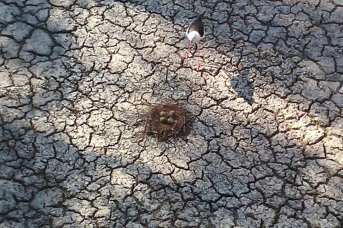 Albufera: Lake, Paella and Birdwatching - Good To Know