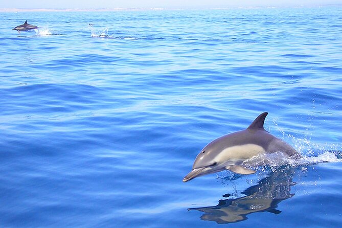 Algarve Dolphin Cruise  - Portimao - Inclusions and Safety Equipment Provided