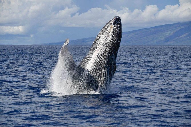 Alii VIP Whale Tour - Good To Know