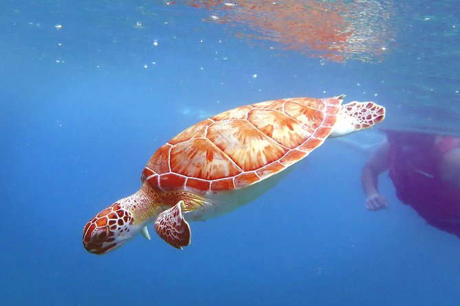 All-Day Guided Kayak and Snorkel Tour on St. Thomas - St Thomas