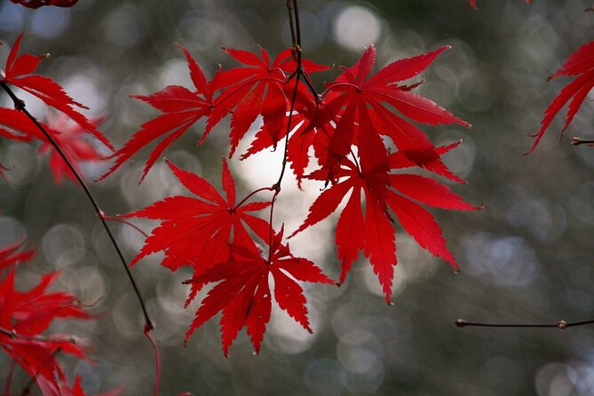 All Inclusive Full Day Private Kyoto Sightseeing Tour