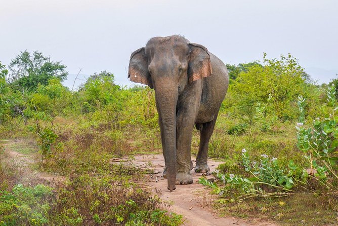 All Inclusive Udawalawa National Park Day Tour From Negombo - Good To Know