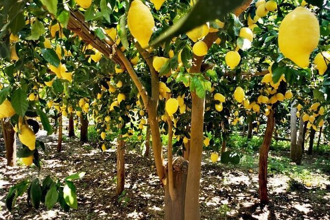 Amalfi Coast Lemon Path Tour With Tasting - Good To Know