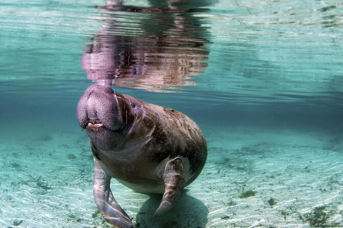 Amazon Rescue Center - Manatees Conservation Center Admission Ticket - Good To Know