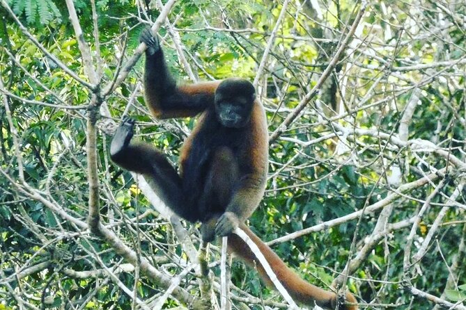 Amazon Wildlife Explorations - Good To Know