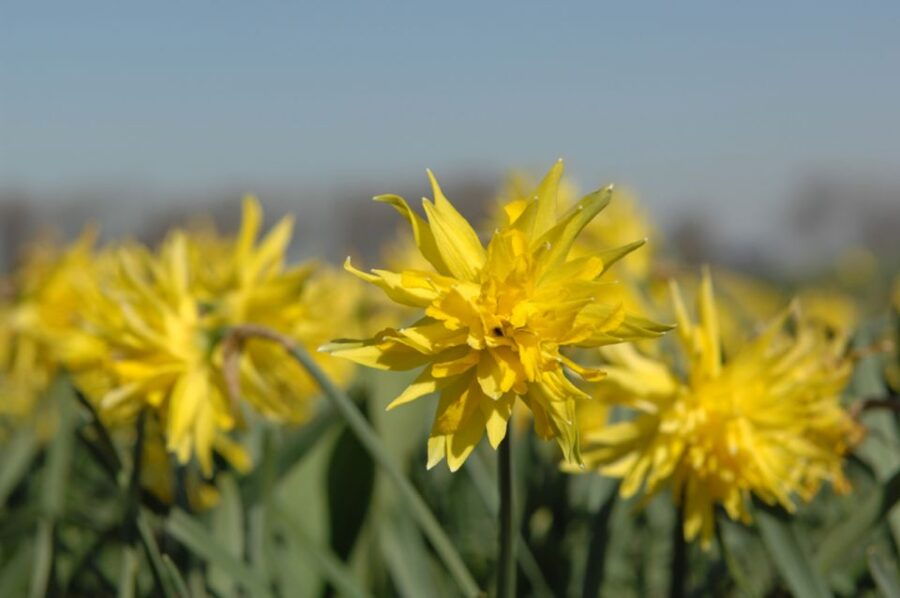 Amsterdam: Half-Day Flower Fields and Keukenhof Bicycle Tour - Good To Know