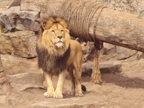 Amsterdam Party Cruise With Night Club Entrance - Good To Know