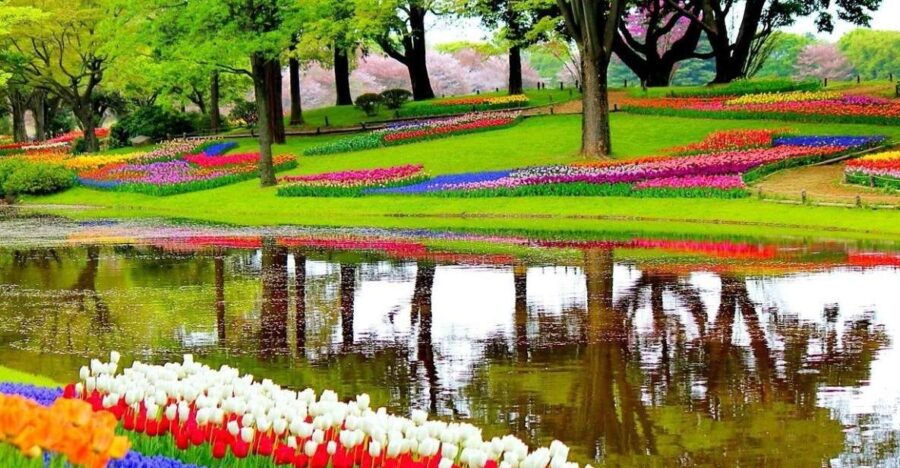 Amsterdam: Private Sightseeing Tour to Keukenhof