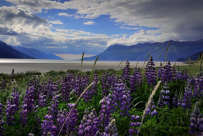 Anchorage Wilderness Wildlife Glacier Experience - Best Value - Good To Know