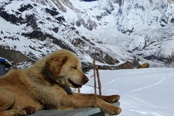 Annapurna Base Camp With Poon Hill 9-Day Trek Itinerary - Good To Know