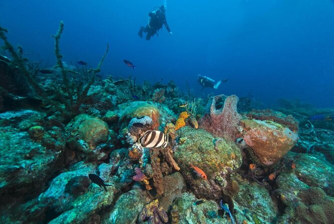 Antigua Cades Reef Snorkeling Adventure Shore Excursion