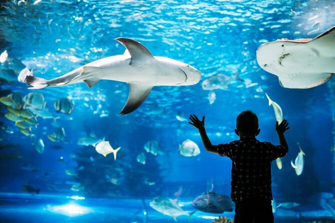 AquARia Phuket and AR Trick Eye Museum Entrance Ticket - Thailand - Good To Know