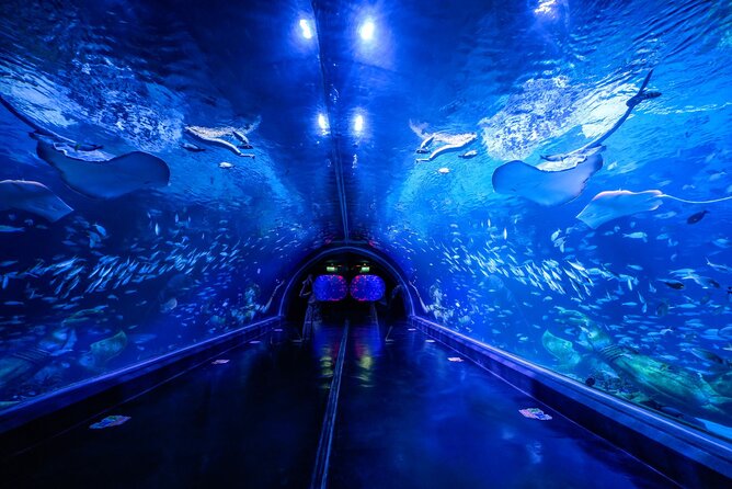 Aquarium Phuket and AR Trick Eye Museum Combo Tickets - Good To Know