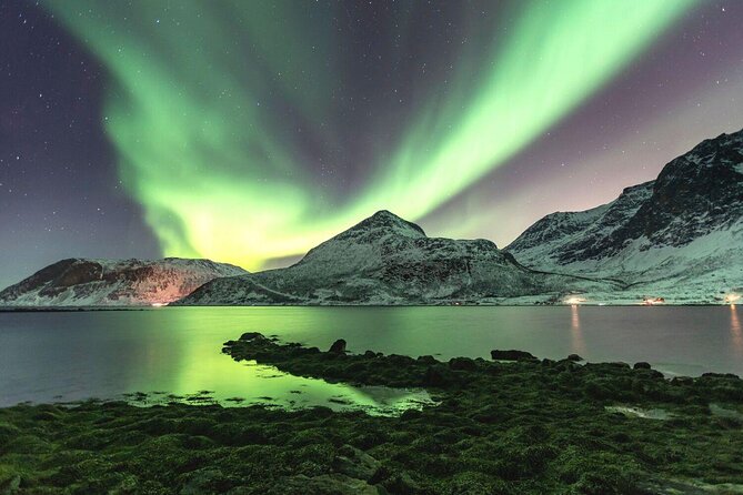 Arctic Wildlife and Fjord Sightseeing - Good To Know