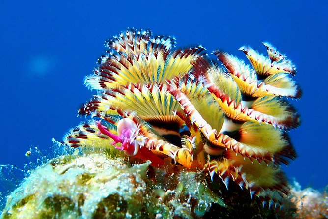 Aruba 2-Tank Guided Dive for Certified Divers With Own Equipment - Overview and Benefits