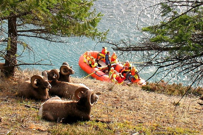 Athabasca River Easy Scenic Raft Trip