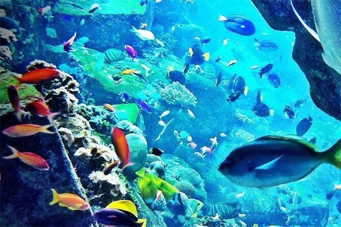 Atlantis Aquaventure & Lost Chambers Combo Tickets - Ticket Options and Prices