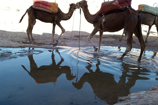 Atlas Mountains Three Valleys & Camel Ride Guided Tour