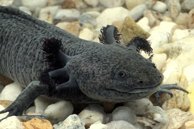 Axolotl Tour From CDMX - Good To Know