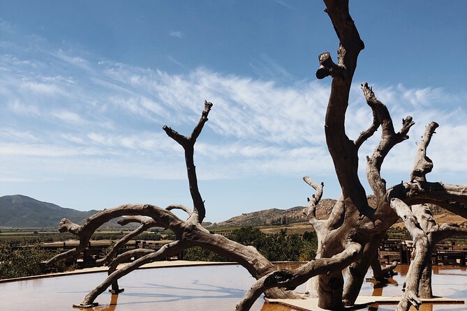 Baja Tour Guide Wine Tour