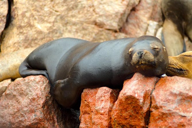 Ballestas and Paracas From Lima by Bus - Overview of Ballestas and Paracas Tour