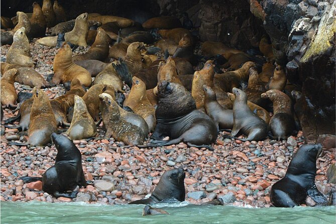 Ballestas Islands, Nazca Lines and Huacachina Tour From Lima - Tour Overview