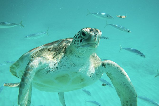 Barbados Harrisons Cave Tram Tour and Boat Cruise Snorkel Adventure