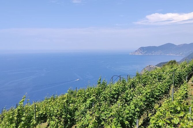 Barca Winery Cinqueterre Tour With Wine Tasting & Pesto Class - Good To Know