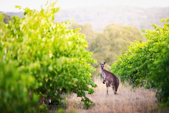 Barossa Small Group Wine Tours - Local Guide - Wine Tasting Experiences