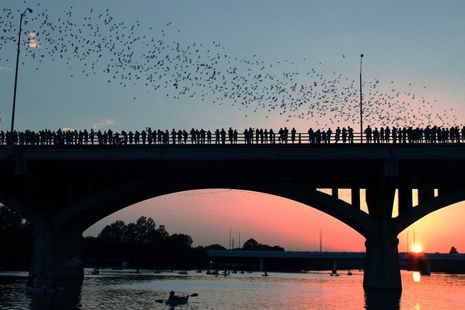 Bat Flight Night Tour - Good To Know