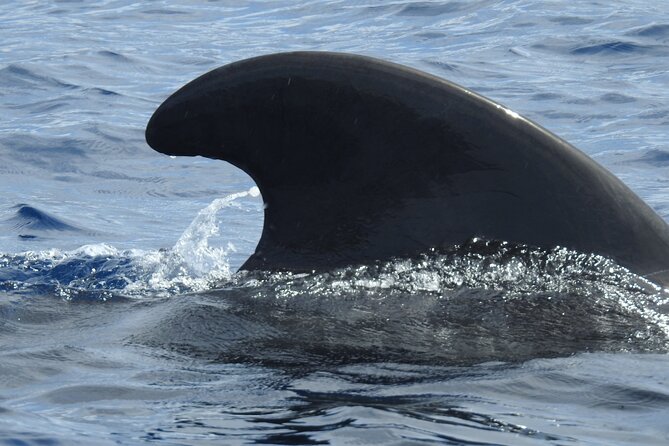 Be Whale Wise - Silent Whale & Dolphin Watching in a Small Group - Good To Know