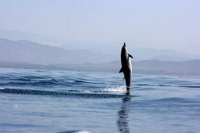 Beaches Dolphins And Viewpoints Discovering The Hidden Port By Sea And Land - Good To Know