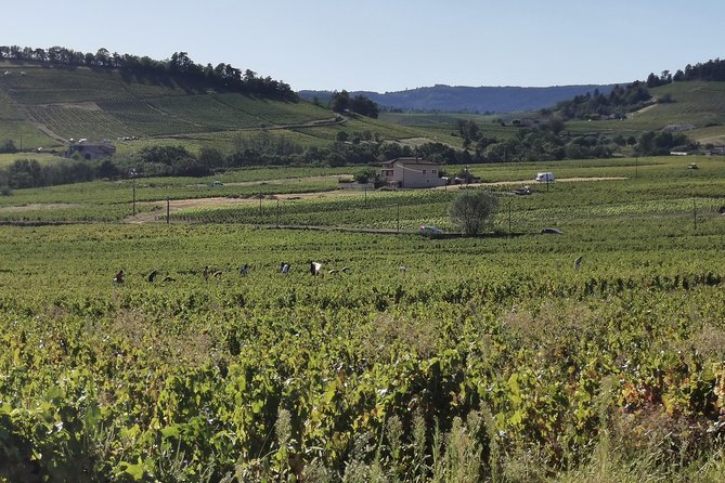 Beaujolais Wine Tasting Small-Group Half-Day Tour From Lyon - Good To Know