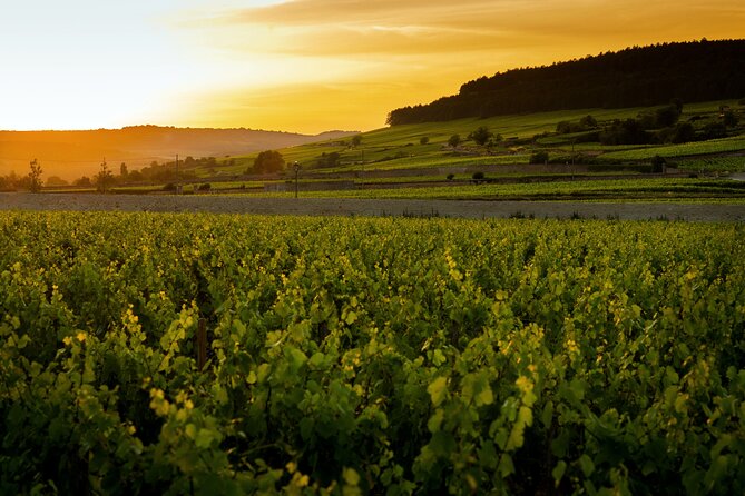 Beaune Small-Group Burgundy Wine Tasting and Estate Tour