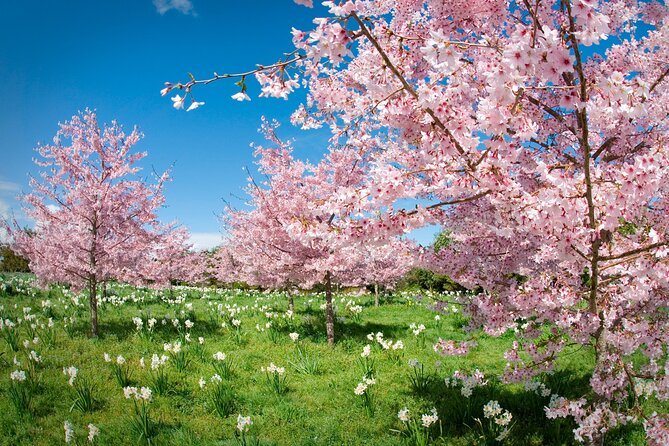 Beautiful Spring Flowers With Delicious Zealong Tea