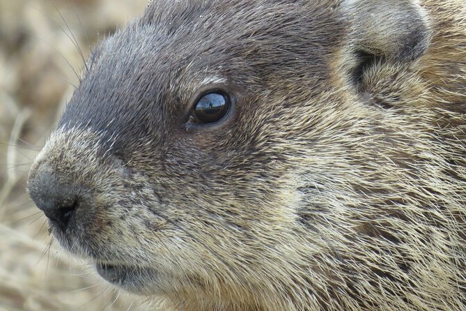 Beaver Safari on Stand up Paddleboard in Hokksund - Good To Know