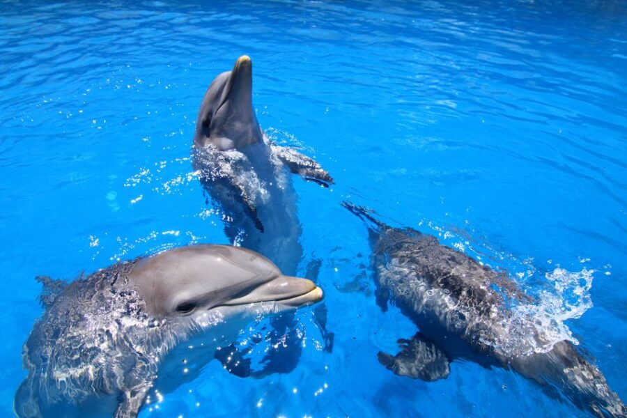 Benalmadena: Selwo Marina Admission Ticket - Good To Know