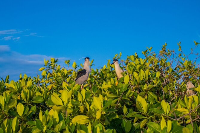 Best Birdwatching Lagoon Tour - Good To Know