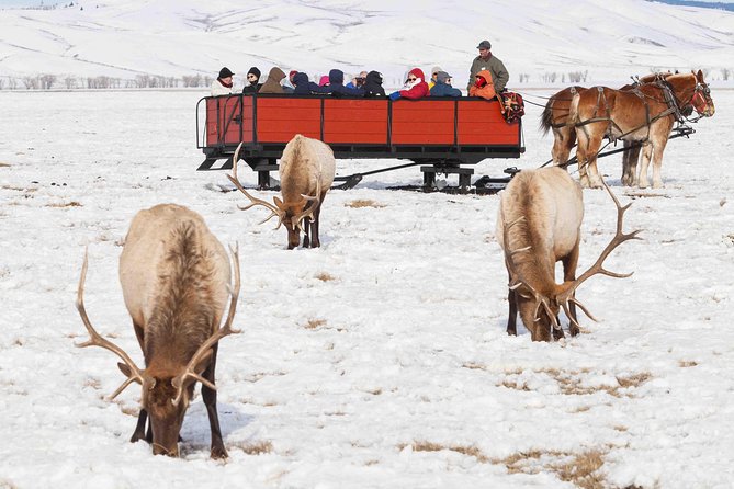 Best of Jackson Hole Wildlife Safari Tour - Good To Know
